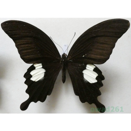 Papilio sataspes Felder & Felder, 1864 Indonesia, Sulawesi 114mm73
